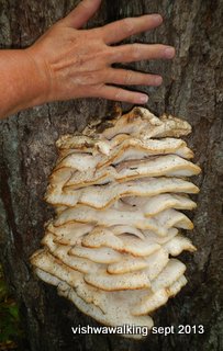 Foley Mountain: a mass of Fungus on a tree.