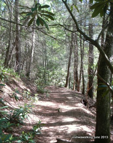 trail between Stover Creek Shelter and Gooch Mountain Shelter