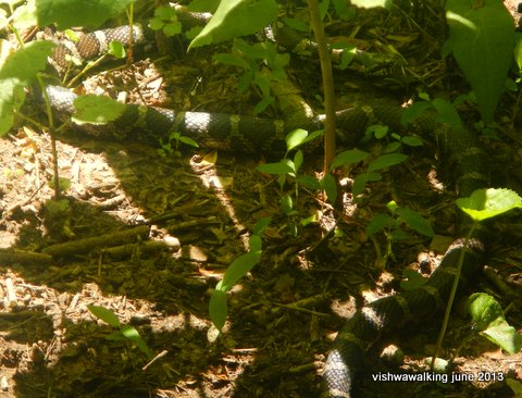 Appalachian -milk snake between gooch mountain and lance creek