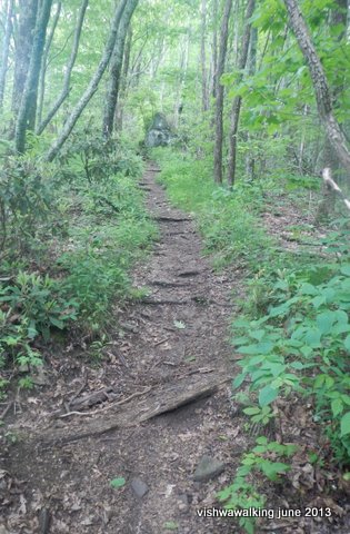 Appalachian trail north of Wesser Bald