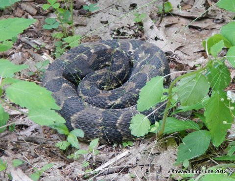 rattlesnake just off trail near sassafras gap shelter, n.c.