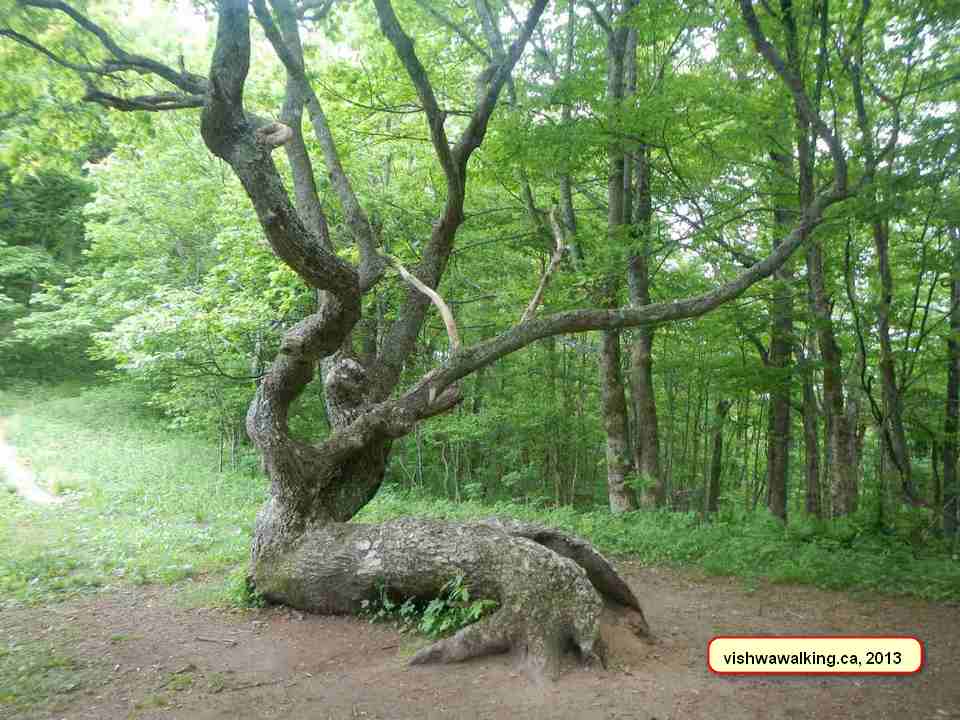 Appalachian Trail, North Carolina, old tree, 2013