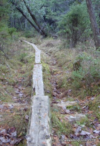 logs on the entry to the swamp pine section at the north of the 100-mile section