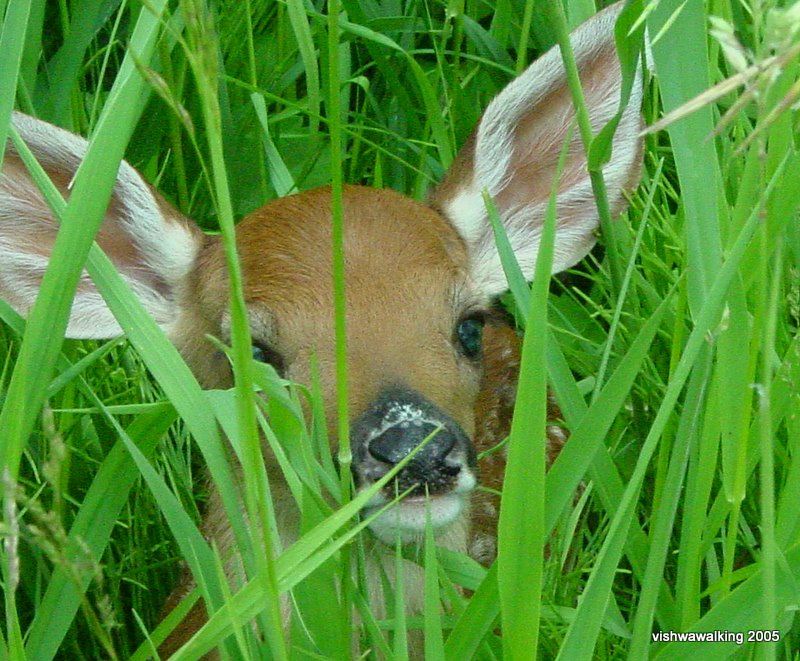 fawn