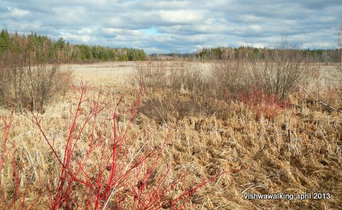 eldorado-north-marsh