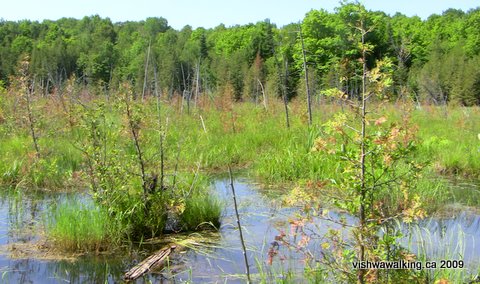 Trail of two lakes, swamp south of Robinson Road, just west of O'Hara road