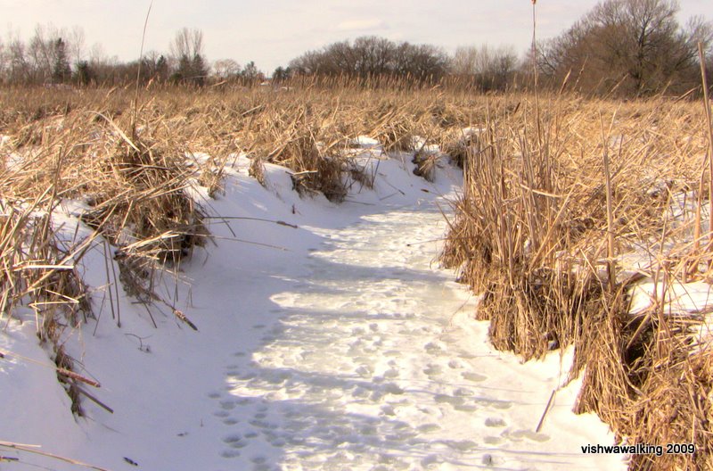 Trail on Butler Creek