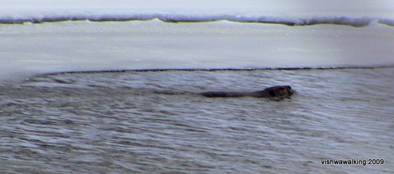 murray canal, beaver swimming