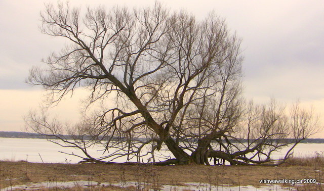 old oak tree, east of Trident Point, west of Bluff Point.
