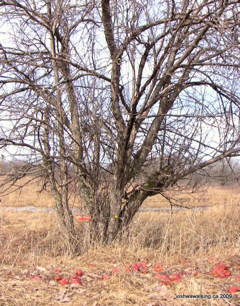 Tyendinaga, abandoned railway, apple tree