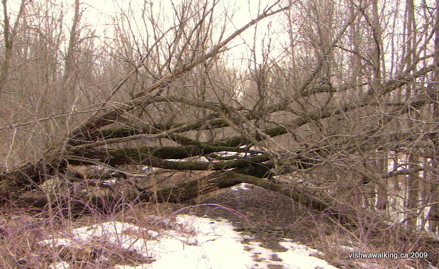 Tyendinaga, abandoned railway, old oak