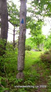 Gould Lake Conservation Area, Ridgewalk, tree with Rideau Trail trainge and beaver cut.