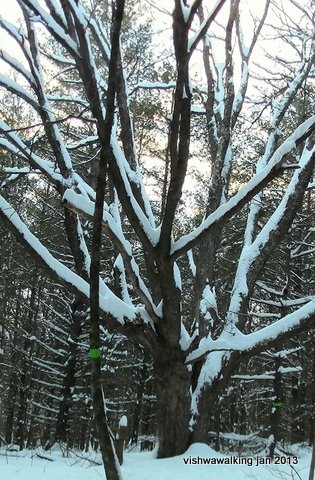O'Hara Mill - Woodland Trail, big tree
