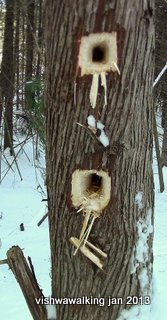 O'Hara Mill - woodpecker holes