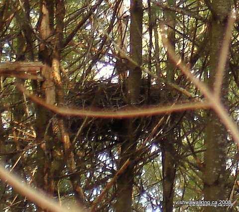 Vanderwater Park, goshawk nest