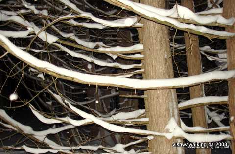 Vanderwater park, snow-laden branches