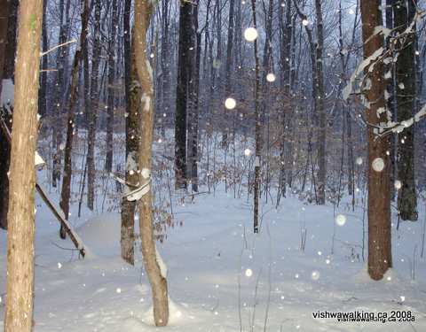 Vanderwater park, woods shot, evening, snowing, nature trail