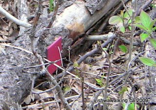 Marmora, naylor's common, red square on dead tree