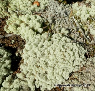algonquin-bucholtz lake - lichen on the path west of the lake - closeup