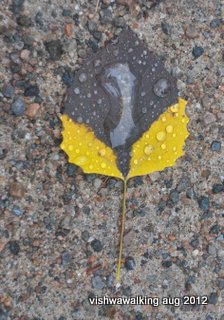 Algonquin park-leaf on logging road near McKaskill Lake ranger cabin