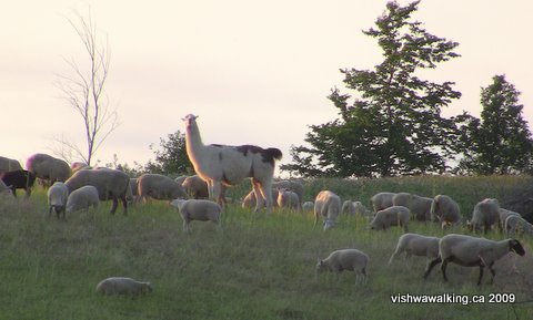 Trans canada trail, east of Pethericks Road, a llama protects her sheep.