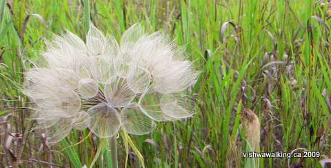 Trans Canada Trail, seed flower on trail south of Loucks Road