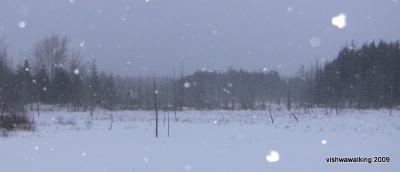 trans canada trail-marsh