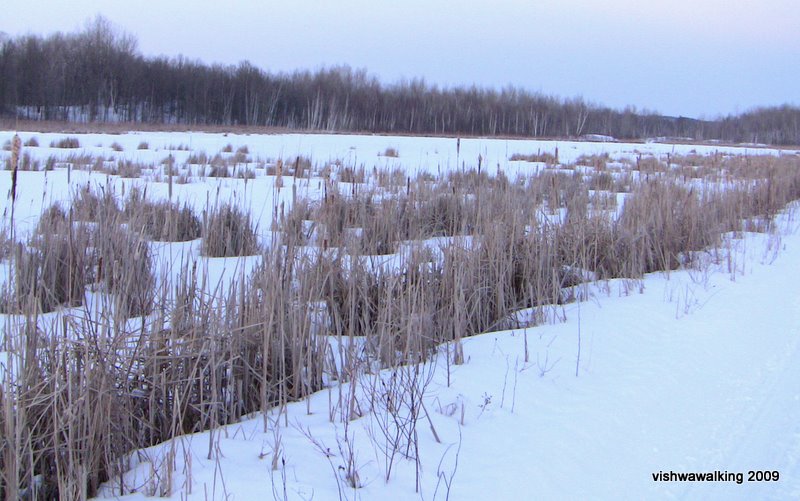 trans can marsh near sulphide