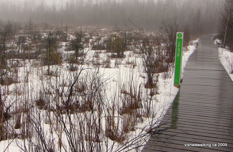 menzel park, boardwalk, shrub fen