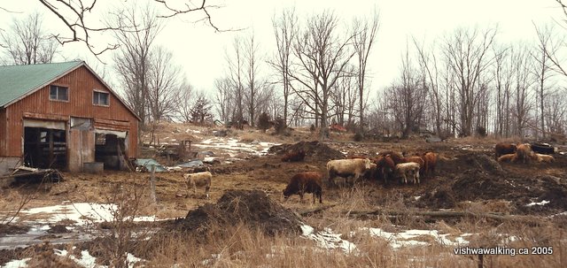 moneymore road, cattle at carlton farms