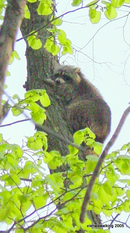 raccoon